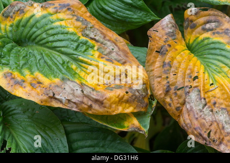 Les feuilles d'Hosta en automne. Banque D'Images