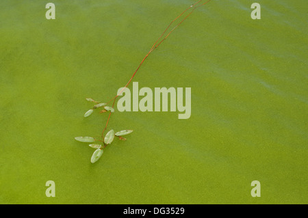 Bog potamot (Potamogeton polygonifolius) Banque D'Images