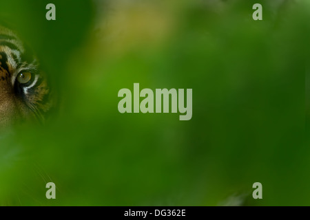 Jungle tigre Banque D'Images