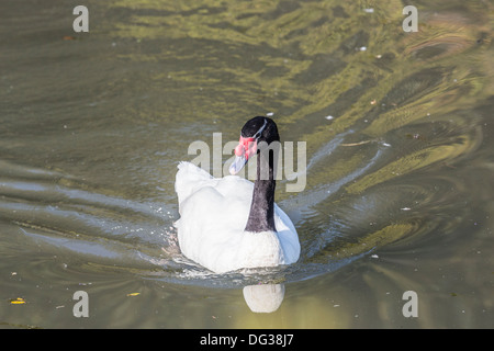 L'Amérique du Sud, Cygne à cou noir (Cygnus melanocoryphus Wildfowl & Wetlands, Trust, Arundel, West Sussex, UK Banque D'Images