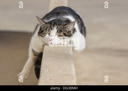 Chat dormant sur un mur Banque D'Images