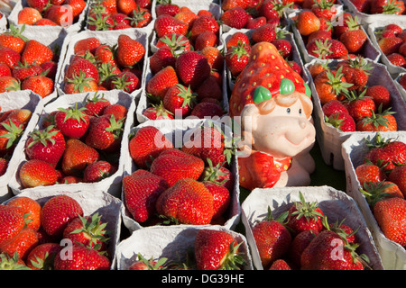 Les fraises at a market stall, Hanovre, Basse-Saxe, Allemagne, Europe, Banque D'Images