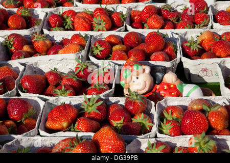 Les fraises at a market stall, Hanovre, Basse-Saxe, Allemagne, Europe, Banque D'Images