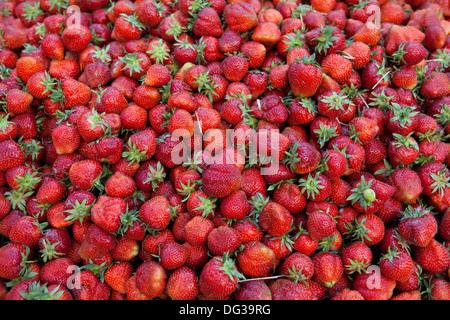 Les fraises at a market stall, Hanovre, Basse-Saxe, Allemagne, Europe, Banque D'Images