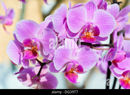 Belles fleurs orchidée rose-magenta cluster sur fond de neige Banque D'Images