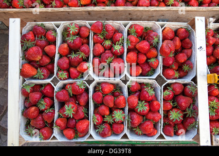 Les fraises at a market stall, Hanovre, Basse-Saxe, Allemagne, Europe, Banque D'Images