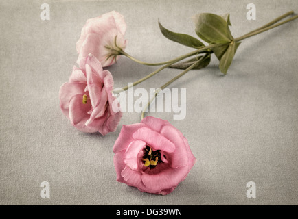Trois fleurs roses avec incrustation de texture Banque D'Images