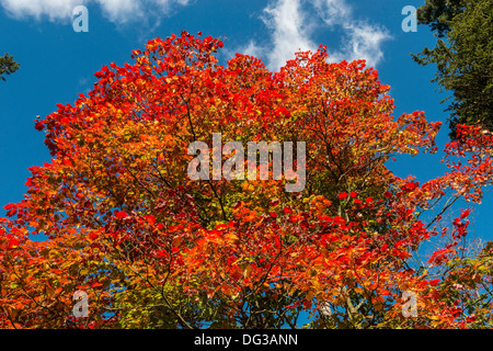 Acer arbre dans couleurs d'automne dans l'Arboretum National de Westonbirt, nr Tetbury Glos. Engalnd UK. Géré par la Commission forestière. Banque D'Images