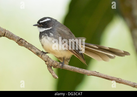 White-spotted fantail (rhipidura albicollis frontalis) Banque D'Images