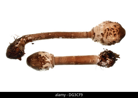 Deux coulemelle sur fond blanc Banque D'Images