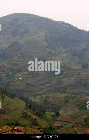 Rwanda Rural Terre de 1000 banana Hills Farms & hills patchwork de terrasses, des champs et des bois dans la brume de l'agriculture la distance Banque D'Images