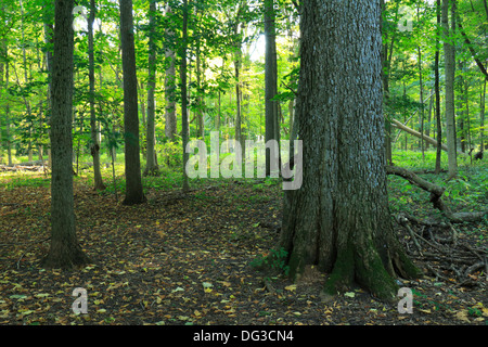 La forêt de feuillus. Russell Woods Forest Preserve au début de l'automne, Comté de DeKalb, Illinois Banque D'Images