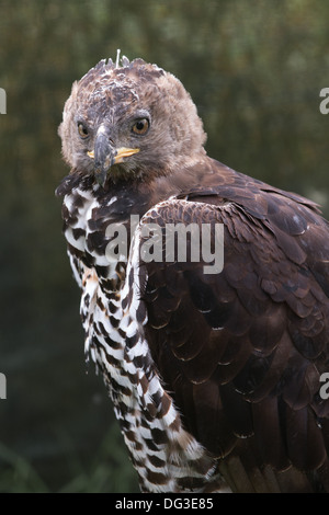 Aigle couronné, Close up de la tête et des ailes Banque D'Images