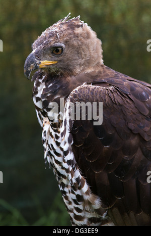 Aigle couronné, Close up de la tête et des ailes Banque D'Images