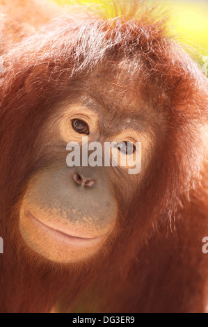 L'orang-outan de Sumatra (Pongo pygmaeus abelii) sub-adultes, Malacca Zoo, Malaisie Banque D'Images