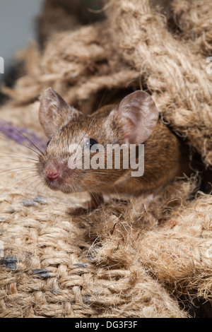 Souris domestique (Mus musculus). De nouveaux sacs de jute. Tous les sens conscient. Banque D'Images