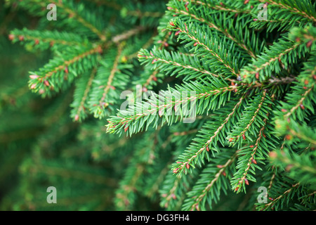 Sapin vert vif des branches d'arbre macro photo Banque D'Images