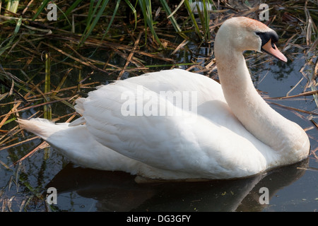 Cygne tuberculé Cygnus olor). Homme ou s/n. Natation sur une digue Broadland, Norfolk. Banque D'Images