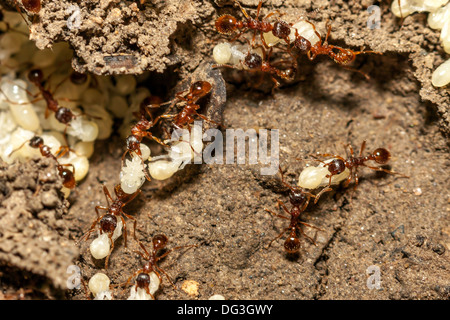 Les fourmis rouges avec des œufs blancs sur fourmilière Banque D'Images