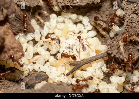 Les fourmis rouges avec des œufs blancs sur fourmilière Banque D'Images