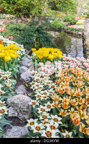 Orange, blanc et jaune tulipes en rocaille dans les jardins de Keukenhof, lisse, Holland Banque D'Images