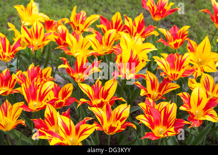 Rayé jaune et rouge des tulipes, des jardins de Keukenhof, lisse, Holland Banque D'Images