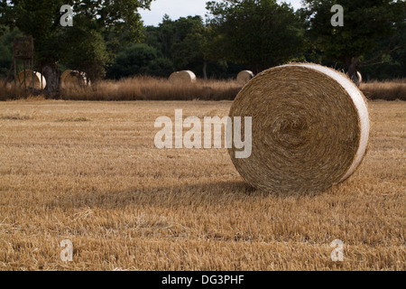 Round, net lié et enveloppé de bottes de paille, à gauche sur chaume après la récolte de céréales se sont réunis à. Banque D'Images