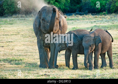 Mère et bébé éléphant d'Asie au Parc National de Minneriya, Sri Lanka, de l'Océan Indien, l'Asie Banque D'Images