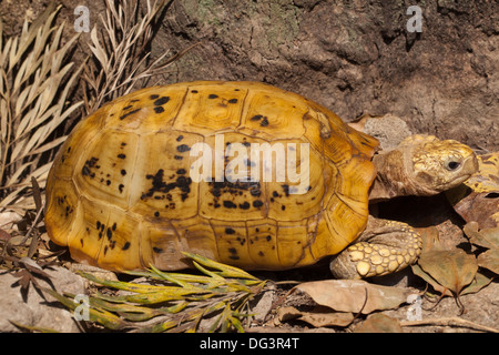 Ou allongé à tête jaune (tortue Indotestudo elongata). Le Népal. Banque D'Images