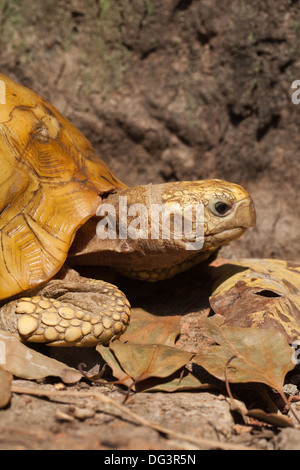 Ou allongé à tête jaune (tortue Indotestudo elongata). Banque D'Images