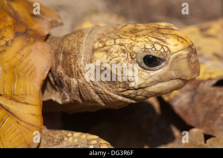 Ou allongé à tête jaune (tortue Indotestudo elongata). Le Népal. Banque D'Images