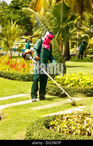 La faucheuse fauche au jardin Banque D'Images