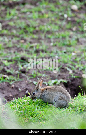 Lapin (Oryctolagus cuniculus). Vivre et se nourrir sur les terres arables de la bordure du champ. Banque D'Images