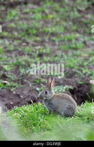 Lapin (Oryctolagus cuniculus). Vivre et se nourrir sur les terres arables de la bordure du champ. Banque D'Images