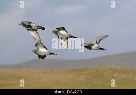 Pigeon ou le Pigeon biset Columba livia Banque D'Images