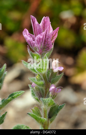 Clary annuel Fleur - Salvia viridis fleur sauvage de la Méditerranée Banque D'Images