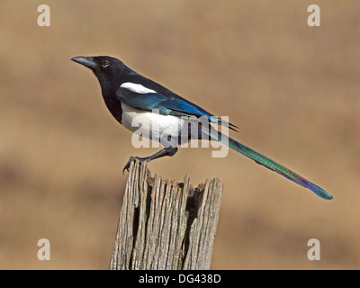 Magpie européenne perché sur piquet Banque D'Images