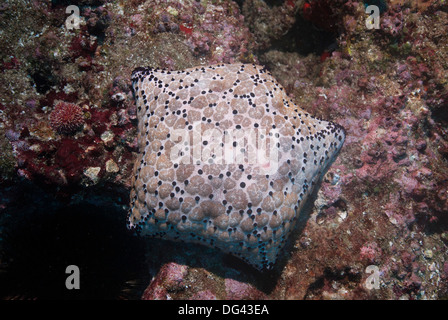 Coussin étoile de mer (Culcita novaeguineae), Mozambique, Afrique du Sud Banque D'Images