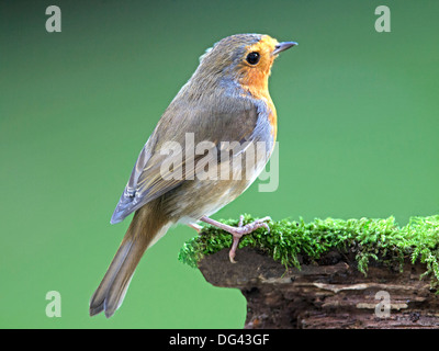 Robin perché sur log Banque D'Images