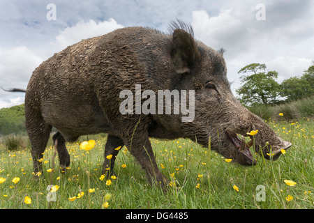 Le sanglier (Sus scrofa), Royaume-Uni, Europe Banque D'Images