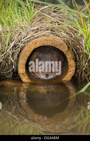 Le campagnol de l'eau (Arvicola terrestris), Royaume-Uni, Europe Banque D'Images