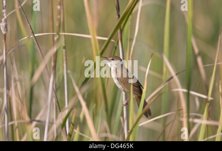 Locustella luscinioides Savi's Warbler Banque D'Images