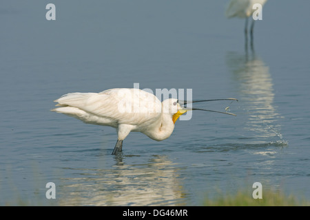 La Spatule blanche Platalea leucorodia Banque D'Images