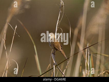 Locustella luscinioides Savi's Warbler Banque D'Images