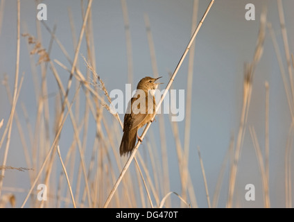 Locustella luscinioides Savi's Warbler Banque D'Images