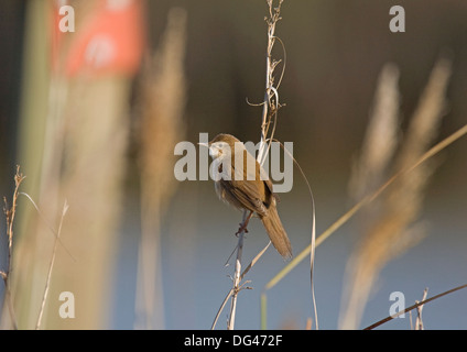 Locustella luscinioides Savi's Warbler Banque D'Images