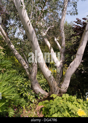 Écorce blanche et troncs d'Eucalyptus Pauciflora Niphophila poussant à Barnsdale Gardens, Rutland, Angleterre, Royaume-Uni Banque D'Images