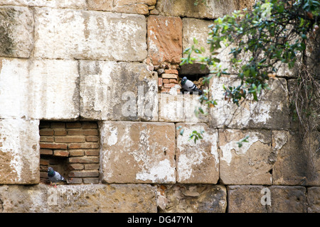 Les pigeons dans un mur de briques Banque D'Images