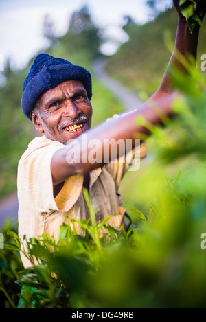 Portrait d'un sélecteur de thé dans une plantation de thé dans les hauts plateaux du centre de Sri Lanka, Sri Lanka, Asie Banque D'Images