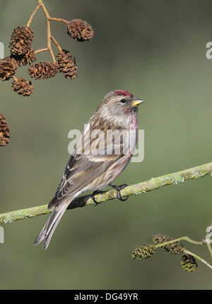 Sizerin flammé Carduelis flammea moindre Banque D'Images